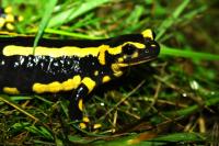 Salamandre tachetée
