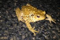 Bufo spinosus