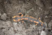 Salamandra salamandra