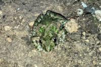 Pelodytes punctatus