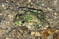 Pelodytes punctatus