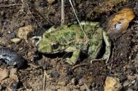 Pelodytes punctatus