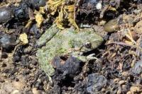 Pelodytes punctatus