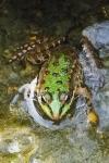 Pelophylax kl. esculentus