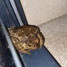 Bufo spinosus