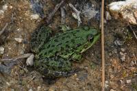 Pelophylax