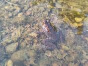 Pelophylax