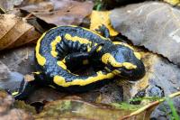 Salamandra salamandra