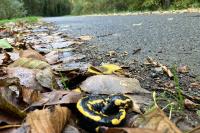 Salamandra salamandra