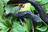 Ichthyosaura alpestris