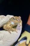 Rana temporaria