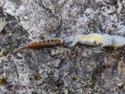 Lissotriton helveticus