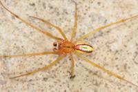 Enoplognatha latimana