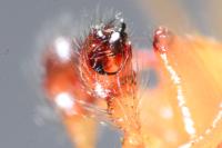 Enoplognatha latimana