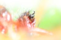 Enoplognatha latimana