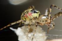 Platnickina tincta