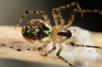 Platnickina tincta