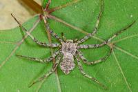 Philodromus margaritatus