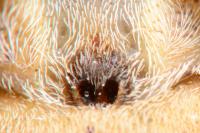 Philodromus margaritatus