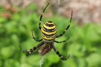 Argiope bruennichi
