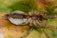 Allagelena gracilens