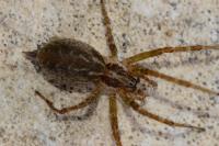 Allagelena gracilens