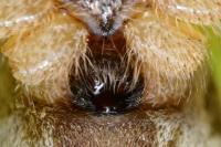 Allagelena gracilens