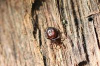 Steatoda bipunctata