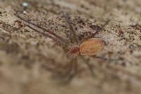 Philodromus