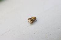 Carrhotus xanthogramma