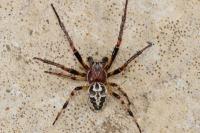 Larinioides cornutus