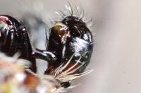 Larinioides cornutus