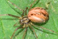 Linyphia triangularis