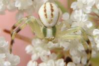 Misumena vatia