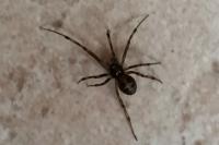 Steatoda triangulosa
