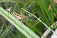 Tetragnatha