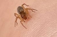 Clubiona comta
