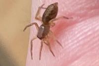 Clubiona comta