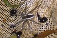 Dolomedes fimbriatus