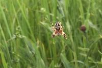 Larinioides cornutus