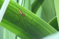 Tetragnatha