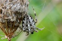 Araneus diadematus