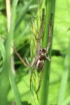 Pisaura mirabilis