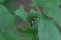 Anyphaena accentuata