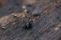 Nemastoma bimaculatum