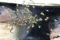 Araneus diadematus