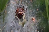 Ozyptila simplex