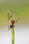 Larinioides cornutus