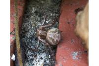 Xysticus