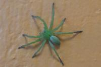 Micrommata ligurina